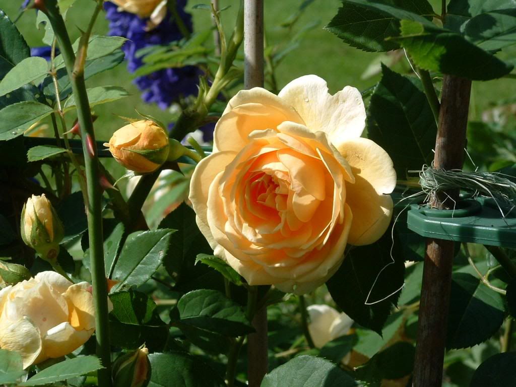 Teasing Georgia photo 030_zps8d2255a1.jpg